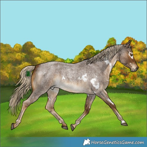 Horse Color:White Spotted Chocolate Palomino Roan 
