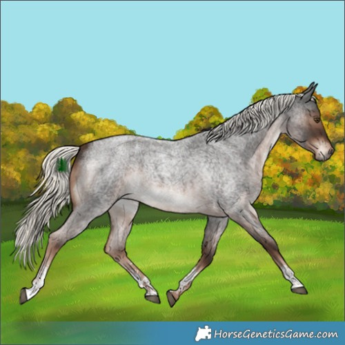 Horse Color:Liver Red Roan Mushroom Sabino
