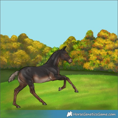 Horse Color:Liver Chestnut Sabino 