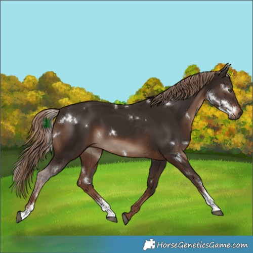 Horse Color:White Spotted Liver Chestnut Sabino Rabicano 