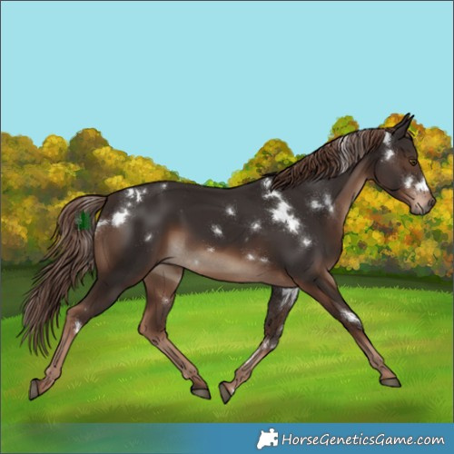 Horse Color:White Spotted Liver Chestnut Rabicano
