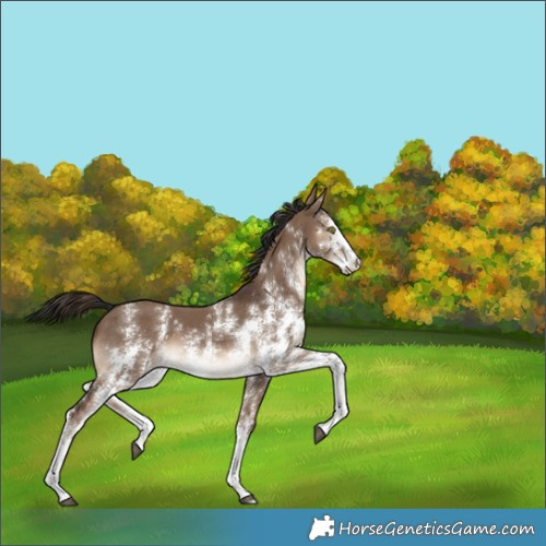 Horse Color:Liver Red Dun Sabino 
