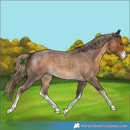 Horse Color:White Spotted Chocolate Palomino Roan