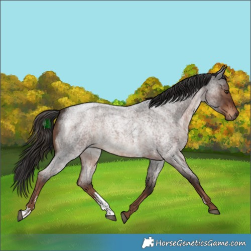 Horse Color:Liver Red Roan Sabino