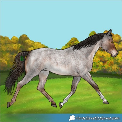 Horse Color:Liver Red Roan Sabino