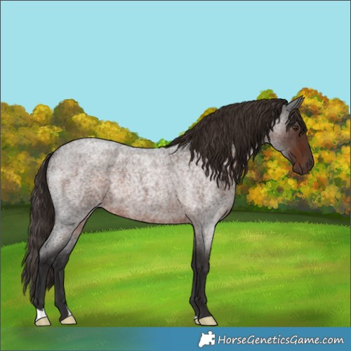 Horse Color:Liver Red Roan 