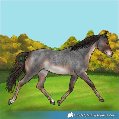 Horse Color:Liver Red Roan