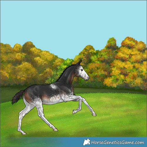 Horse Color:Gray White Spotted Liver Chestnut 