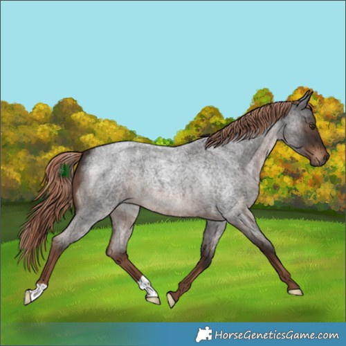 Horse Color:Liver Red Roan