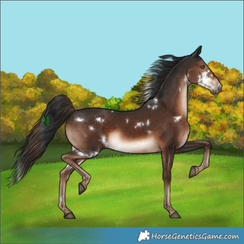 Horse Color:White Spotted Liver Chestnut Rabicano