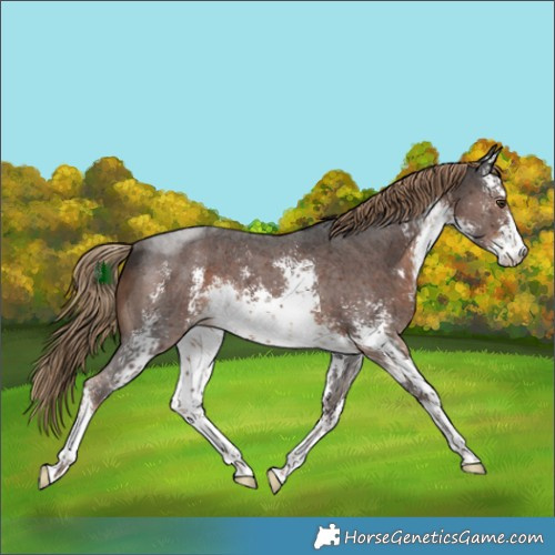 Horse Color:White Spotted Liver Chestnut Sabino Rabicano