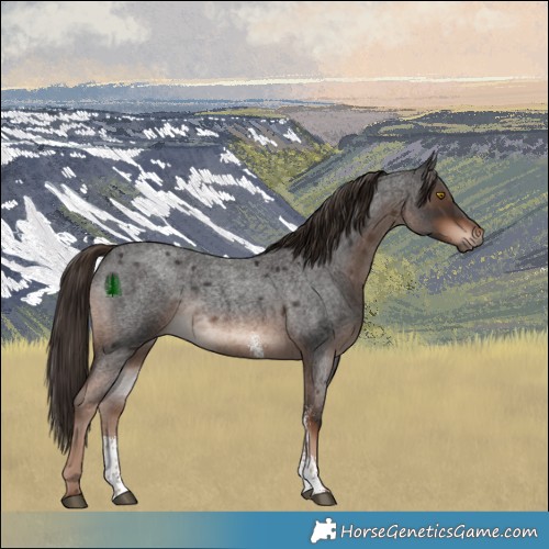 Horse Color:Liver Red Roan Sabino Rabicano