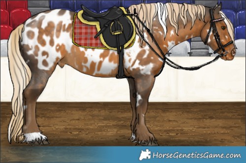 Horse Color:White Spotted Chocolate Palomino Appaloosa 