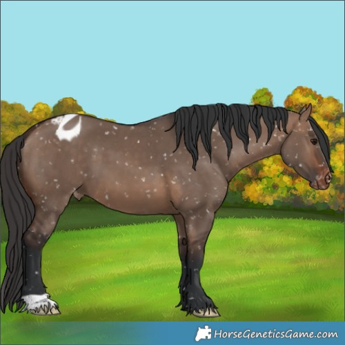 Horse Color:Brown Dun Appaloosa