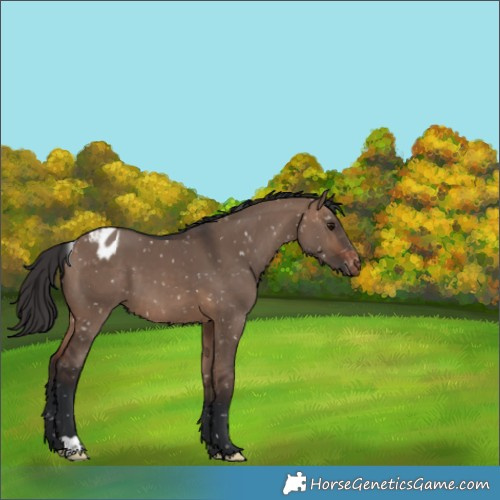 Horse Color:Brown Dun Appaloosa 