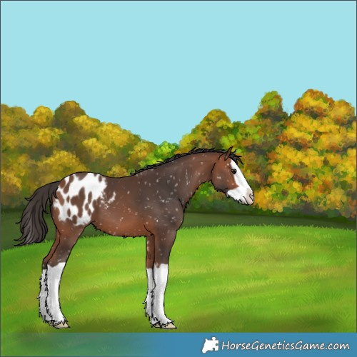 Horse Color:Bay Splash Appaloosa 