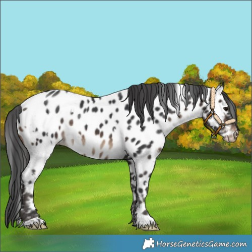 Horse Color:White Spotted Brown Near Leopard