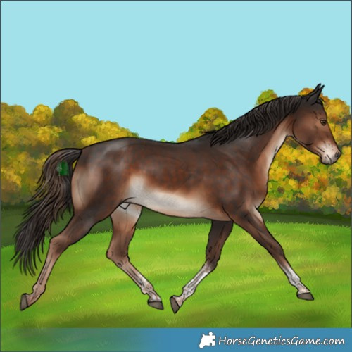 Horse Color:Liver Chestnut Tobiano 