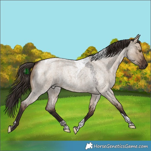 Horse Color:Liver Red Dun Roan Tobiano 