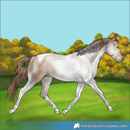 Horse Color:Liver Red Dun Tobiano Rabicano