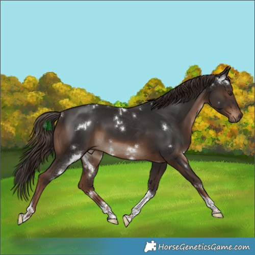 Horse Color:White Spotted Liver Chestnut Tobiano 