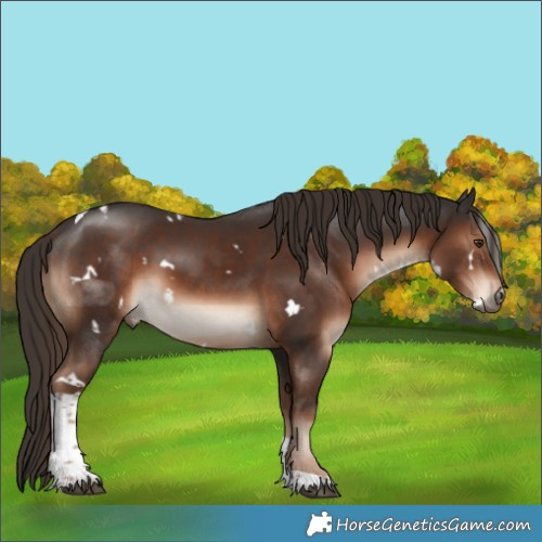 Horse Color:White Spotted Liver Chestnut Tobiano 