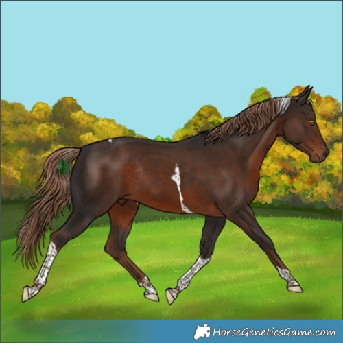 Horse Color:Liver Chestnut Tobiano Rabicano 