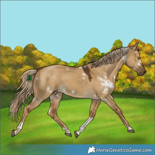 Horse Color:White Spotted Chocolate Palomino Dun Tobiano 