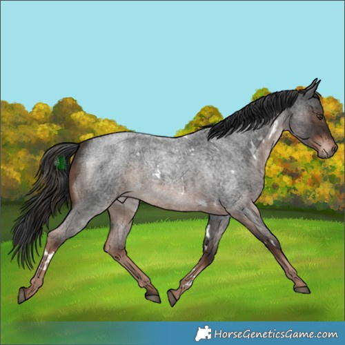 Horse Color:White Spotted Liver Red Roan 
