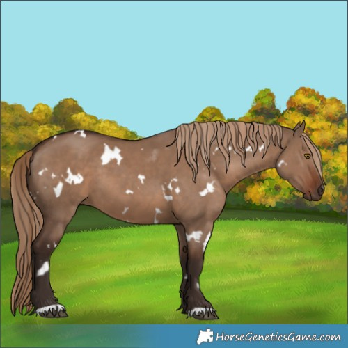 Horse Color:White Spotted Liver Red Dun