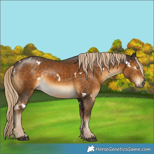Horse Color:White Spotted Chocolate Palomino