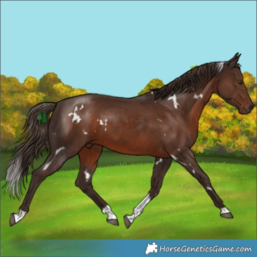 Horse Color:White Spotted Liver Chestnut Tobiano 