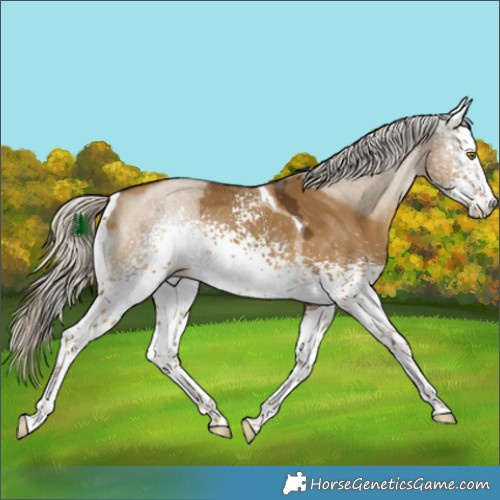 Horse Color:White Spotted Chocolate Palomino Dun Tobiano Rabicano