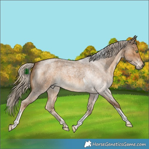 Horse Color:Chocolate Palomino Roan Tobiano 