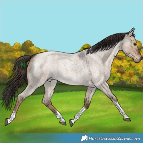 Horse Color:Liver Red Dun Roan Tobiano 