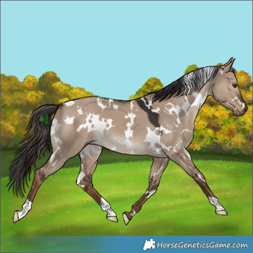 Horse Color:White Spotted Liver Red Dun