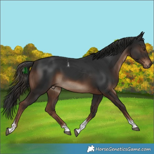 Horse Color:Liver Chestnut Tobiano Rabicano 