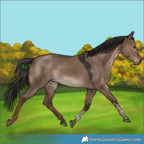 Horse Color:Liver Red Dun Tobiano 