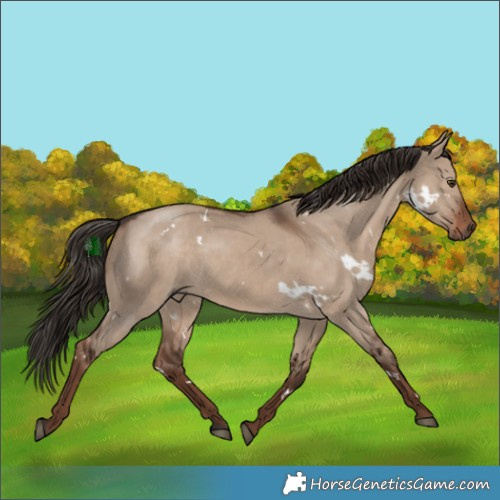 Horse Color:White Spotted Liver Red Dun