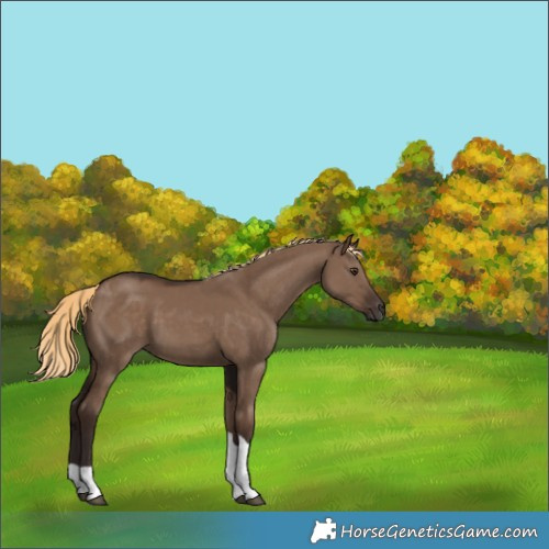 Horse Color:Unknown 