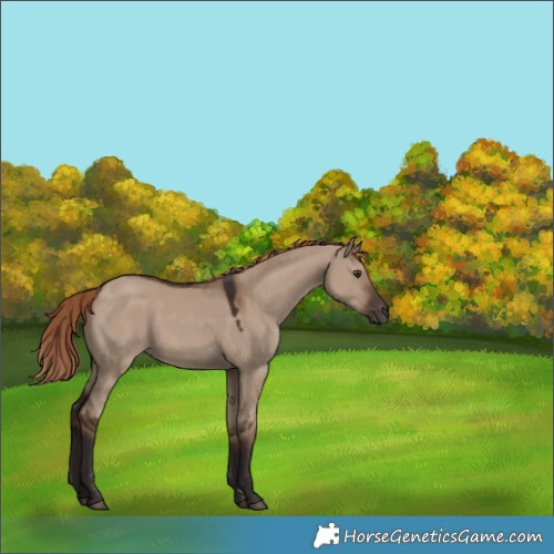 Horse Color:Unknown 