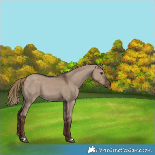 Horse Color:Unknown 