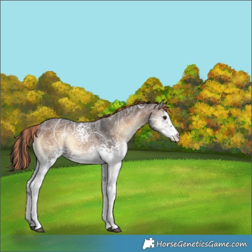 Horse Color:Unknown 