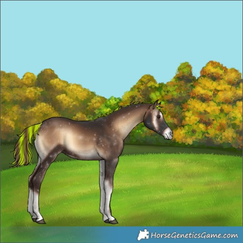Horse Color:Unknown 