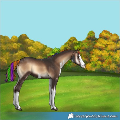 Horse Color:Unknown 