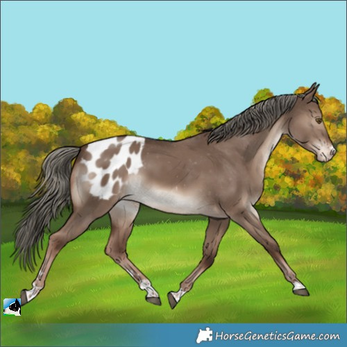 Horse Color:Liver Red Dun Mushroom Appaloosa 
