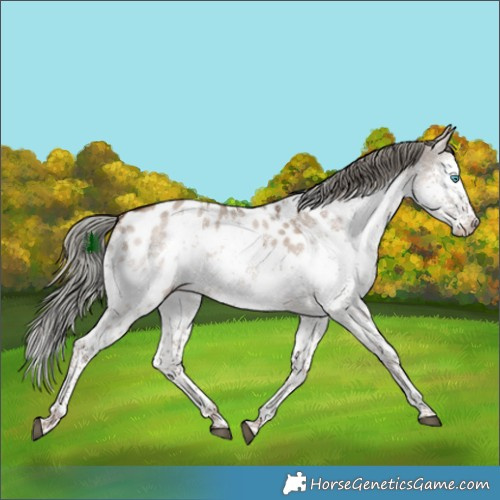 Horse Color:White Spotted Liver Red Dun Mushroom Splash Appaloosa