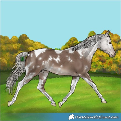 Horse Color:White Spotted Liver Red Dun Mushroom Tobiano 