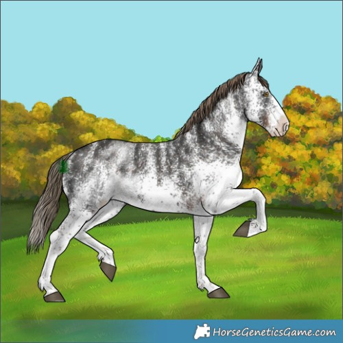 Horse Color:White Spotted Liver Chestnut