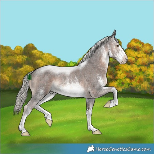 Horse Color:White Spotted Liver Chestnut Mushroom Rabicano 